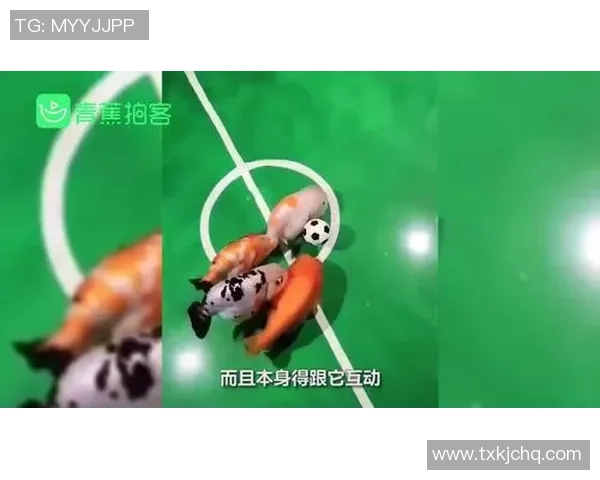 足球小金鱼的奇幻冒险旅程与成长故事,探索友情与梦想的无限可能 足球小金鱼的奇幻冒险旅程与成长故事,探索友情与梦想的无限可能